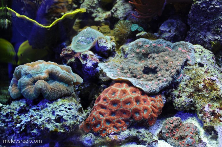 Name:  reefshot-chalice-acan-lobo.jpg
Views: 1424
Size:  116.5 KB