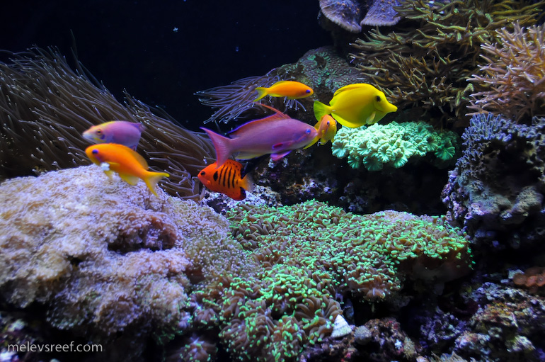 Name:  reefshot-fishes-2.jpg
Views: 1322
Size:  265.6 KB