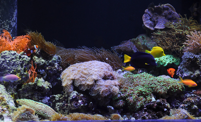 Name:  reefshot-fishes.jpg
Views: 1636
Size:  274.7 KB