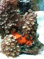 Click image for larger version

Name:	corals.jpg
Views:	653
Size:	97.8 KB
ID:	84