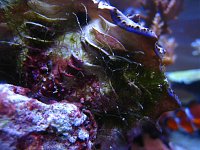 Click image for larger version

Name:	algae1.jpg
Views:	507
Size:	132.5 KB
ID:	842