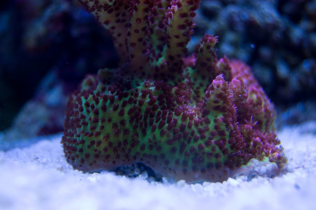 Name:  redplanet2.jpg
Views: 1528
Size:  87.9 KB