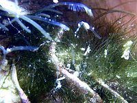 Click image for larger version

Name:	algae3.jpg
Views:	506
Size:	175.4 KB
ID:	843