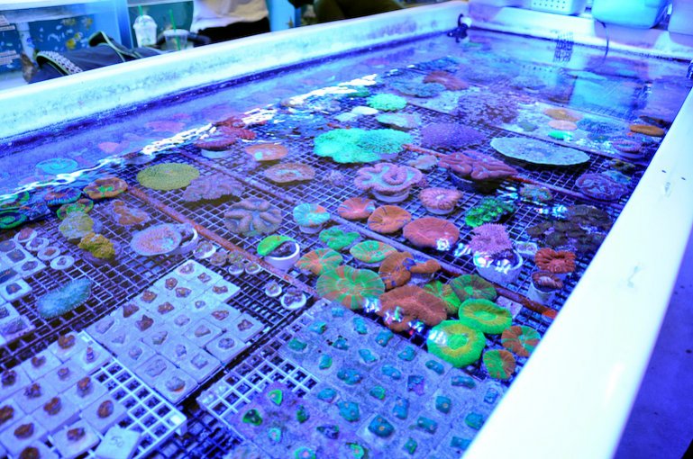 Name:  aquasd-actinics-2.jpg
Views: 902
Size:  128.0 KB