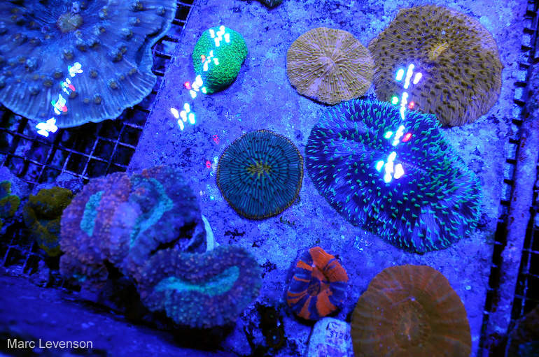 Name:  aquasd-actinics-9.jpg
Views: 716
Size:  287.0 KB