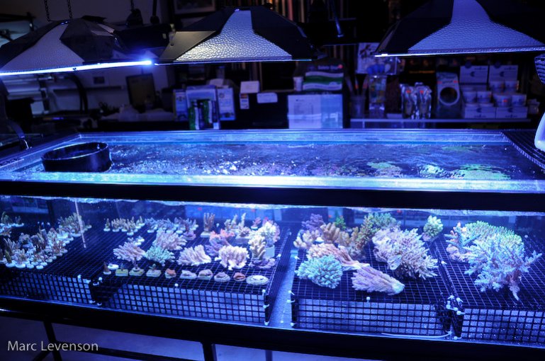 Name:  aquasd-displayed-corals-2.jpg
Views: 820
Size:  108.8 KB