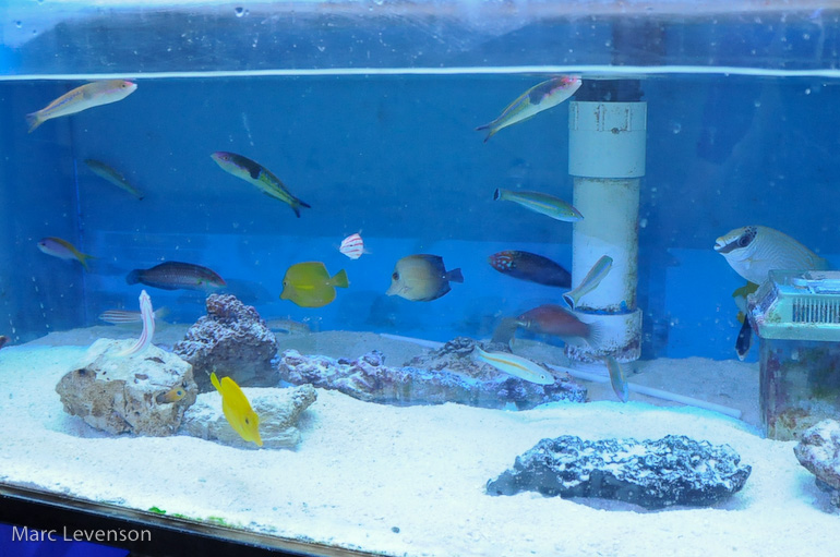 Name:  aquasd-displayed-corals-4.jpg
Views: 709
Size:  176.1 KB