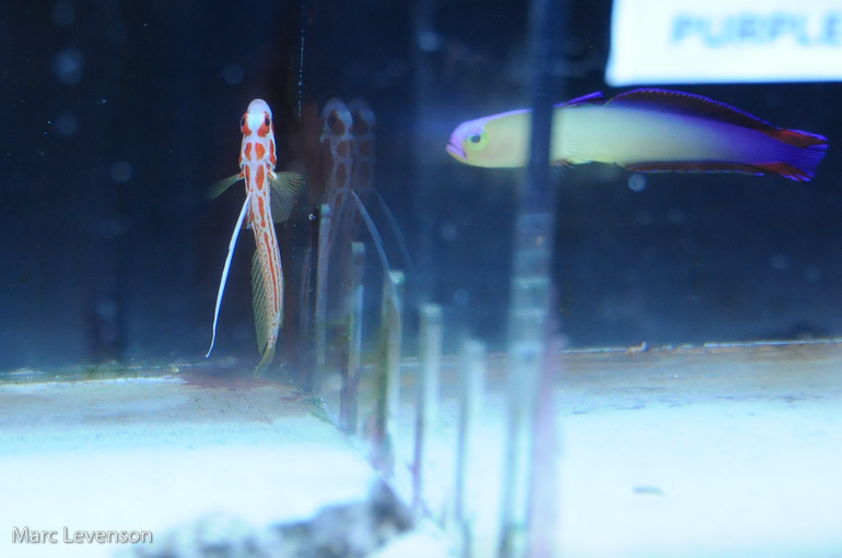 Name:  aquasd-displayed-corals-5.jpg
Views: 765
Size:  108.2 KB