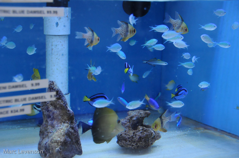 Name:  aquasd-displayed-corals-6.jpg
Views: 660
Size:  153.3 KB