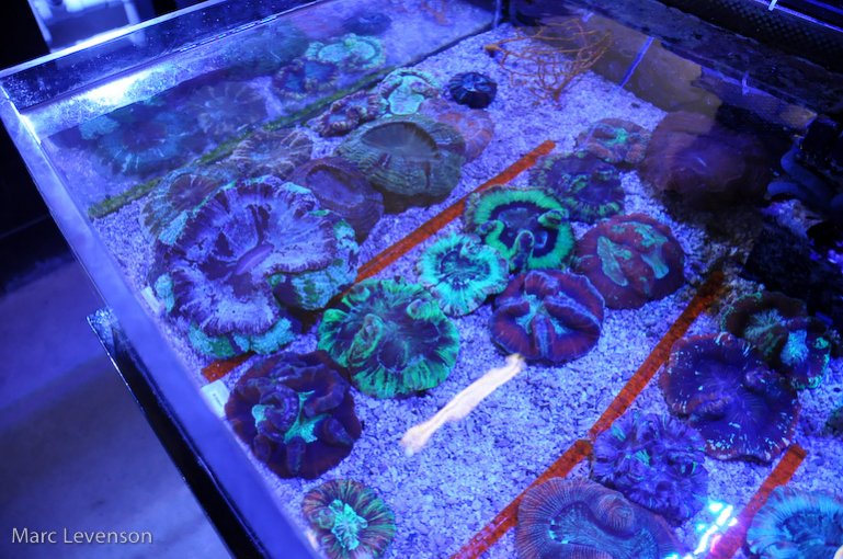 Name:  aquasd-displayed-corals-8.jpg
Views: 792
Size:  112.1 KB