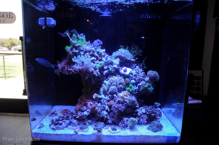 Name:  aquasd-displayed-corals-9.jpg
Views: 839
Size:  226.2 KB