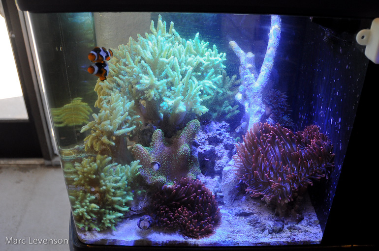 Name:  aquasd-displayed-corals-10.jpg
Views: 766
Size:  226.7 KB