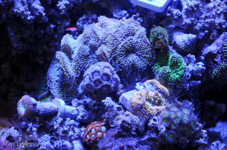 Name:  aquasd-displayed-corals-11.jpg
Views: 731
Size:  119.7 KB