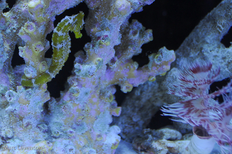 Name:  aquasd-displayed-corals.jpg
Views: 706
Size:  234.0 KB