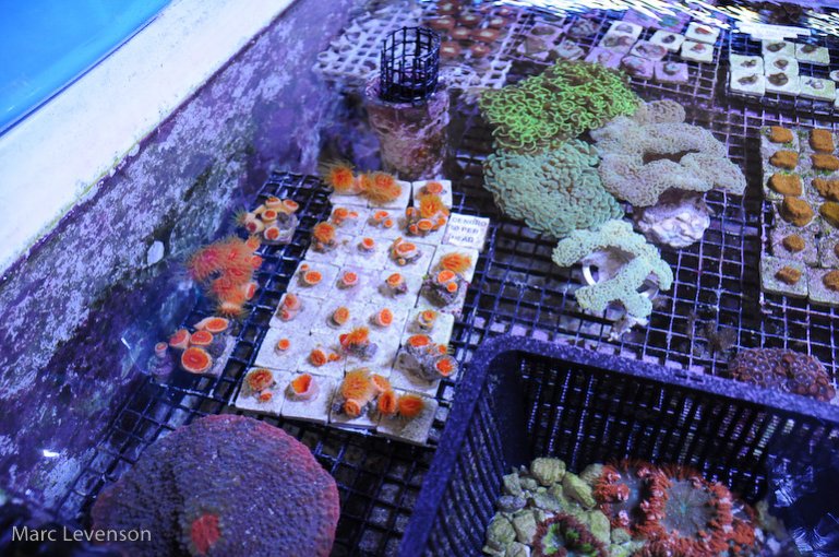 Name:  aquasd-frag-troughs-3.jpg
Views: 714
Size:  130.2 KB