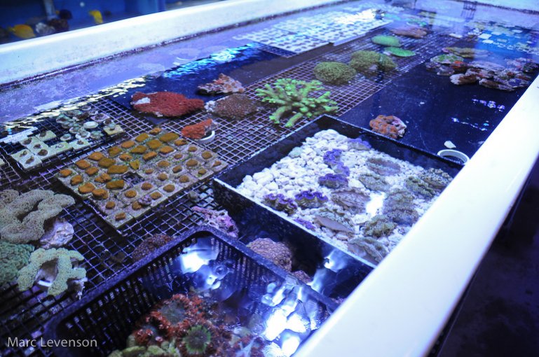 Name:  aquasd-frag-troughs-4.jpg
Views: 3591
Size:  113.2 KB