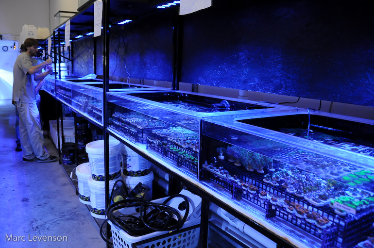 Name:  aquasd-frag-troughs-6.jpg
Views: 844
Size:  253.9 KB