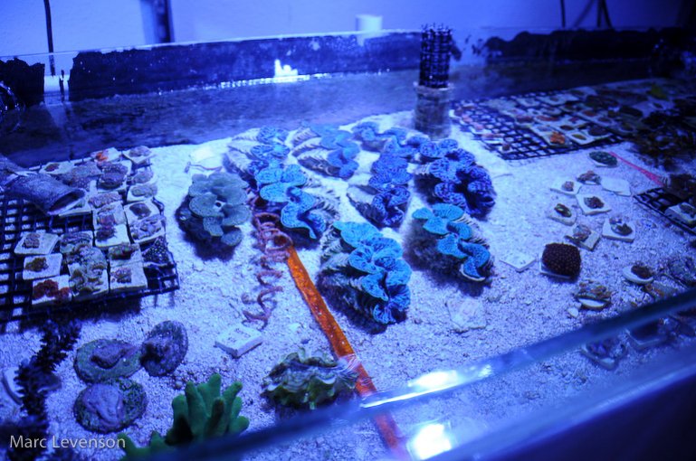 Name:  aquasd-frag-troughs-7.jpg
Views: 785
Size:  109.1 KB