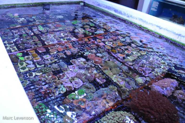 Name:  aquasd-frag-troughs.jpg
Views: 895
Size:  126.0 KB