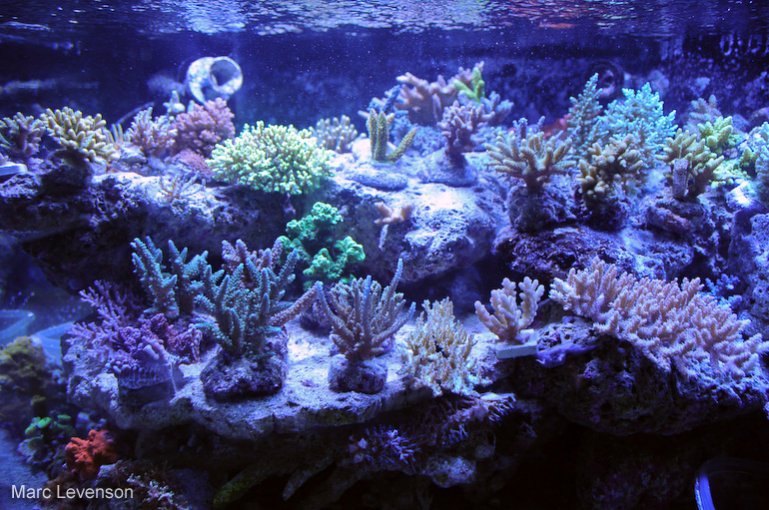 Name:  aquasd-reef-corals-2.jpg
Views: 969
Size:  116.6 KB