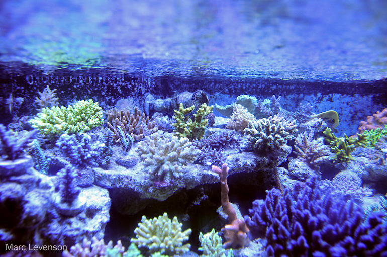 Name:  aquasd-reef-corals-3.jpg
Views: 719
Size:  270.7 KB