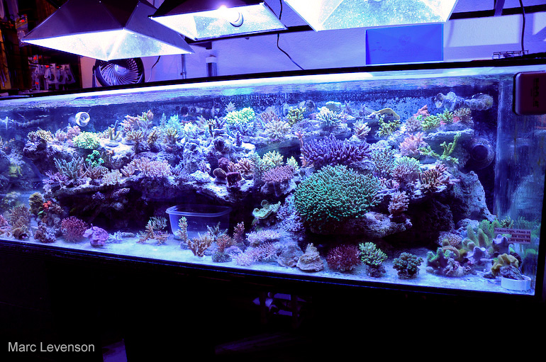 Name:  aquasd-reef-corals.jpg
Views: 2061
Size:  263.2 KB