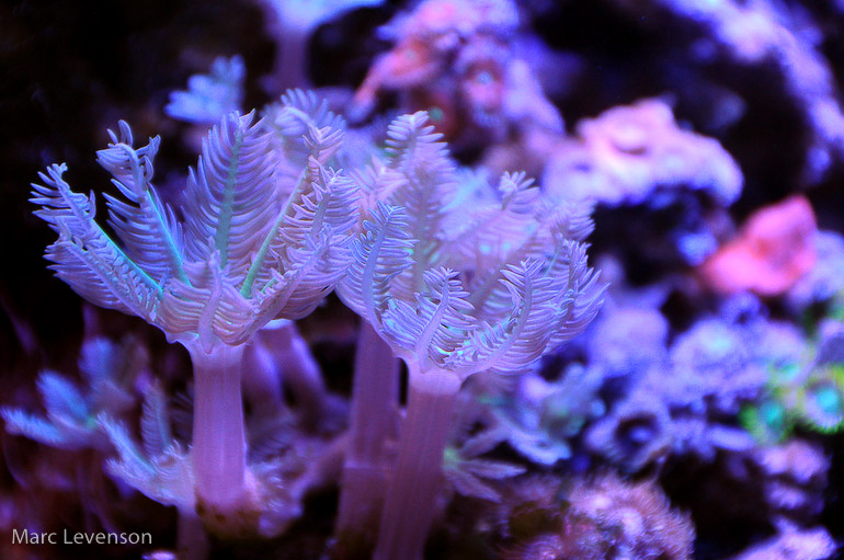 Name:  daisy-polyps-2.jpg
Views: 665
Size:  189.6 KB