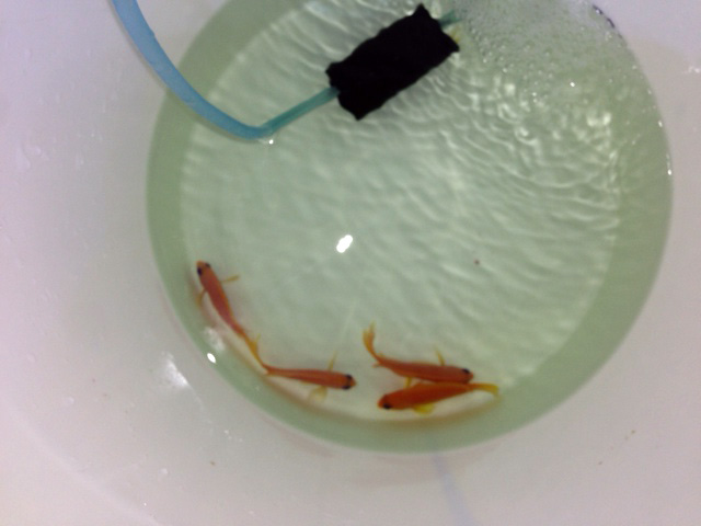 Name:  anthias-bath1.jpg
Views: 672
Size:  55.8 KB