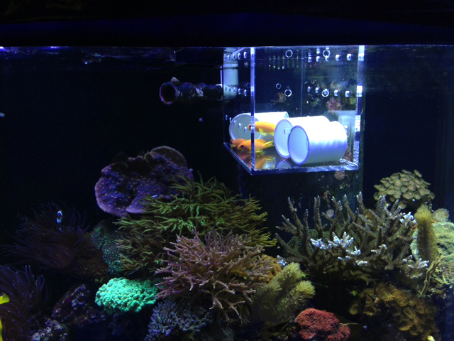 Name:  anthias-peacemaker.jpg
Views: 852
Size:  115.9 KB