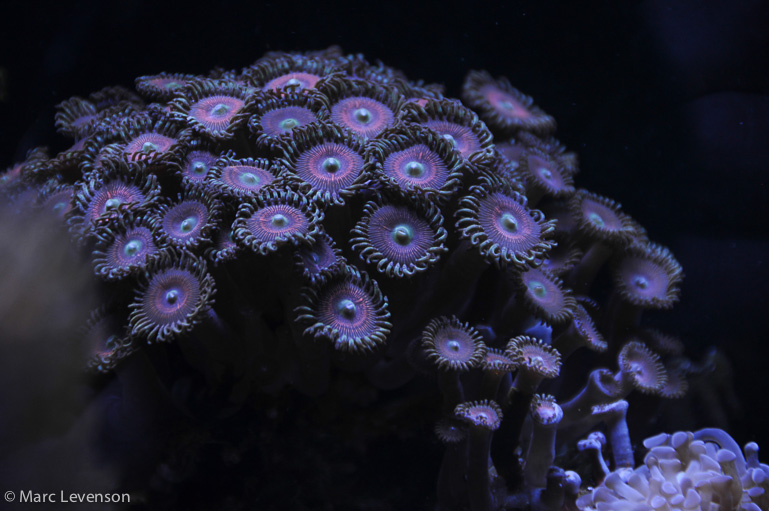Name:  20k-twinarc-4.jpg
Views: 2561
Size:  170.1 KB