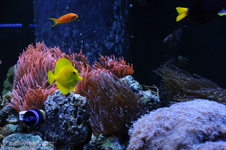 Name:  215-reefshots-2.jpg
Views: 2470
Size:  241.4 KB