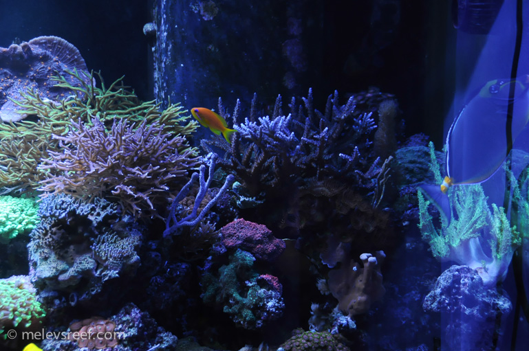 Name:  215-reefshots-3.jpg
Views: 1445
Size:  234.7 KB