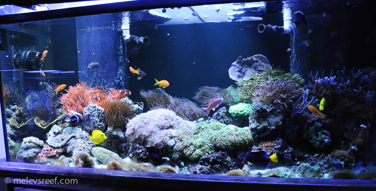 Name:  215-reefshots.jpg
Views: 2478
Size:  221.0 KB