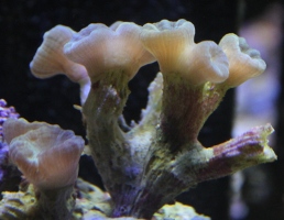 Name:  b-trumpet-IMG_5323.jpeg
Views: 399
Size:  42.2 KB