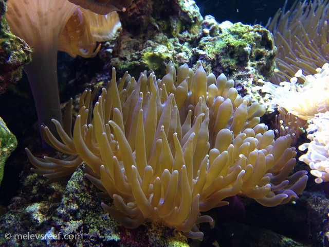Name:  bubbly-bta.jpg
Views: 3741
Size:  221.9 KB