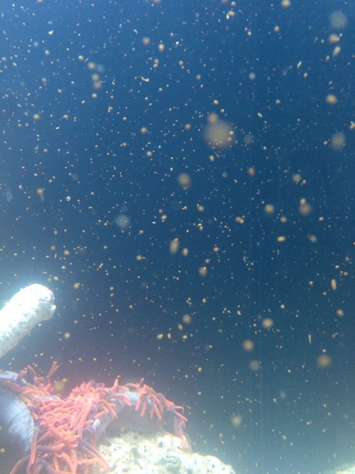Name:  bta-spawned-eggs.jpg
Views: 1061
Size:  84.3 KB
