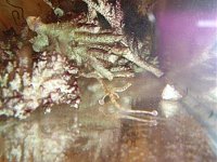 Click image for larger version

Name:	PipefishDance1.jpg
Views:	680
Size:	26.3 KB
ID:	900