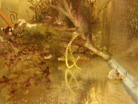 Click image for larger version

Name:	PipefishDance2.jpg
Views:	628
Size:	22.4 KB
ID:	901