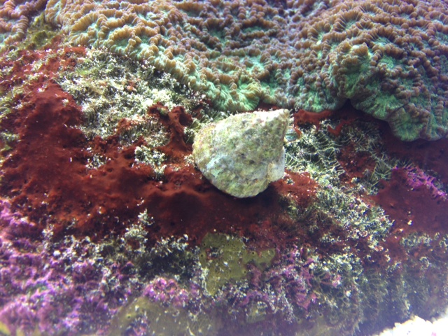 Name:  trochus-cyano.jpeg
Views: 443
Size:  199.5 KB