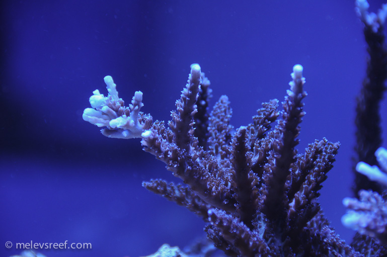 Name:  blue-tip-stag.jpg
Views: 565
Size:  168.7 KB