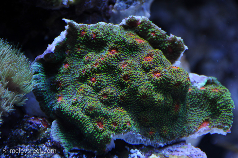 Name:  green-chalice.jpg
Views: 577
Size:  291.1 KB