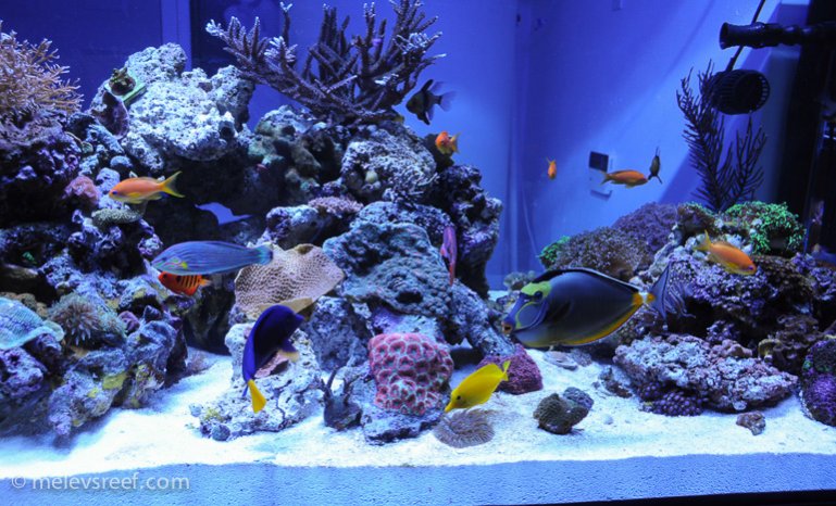 Name:  reefshot-fishies.jpg
Views: 525
Size:  107.9 KB