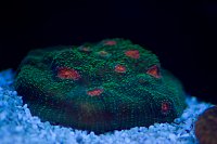 Click image for larger version

Name:	bgmchalice.jpg
Views:	10528
Size:	78.0 KB
ID:	9023