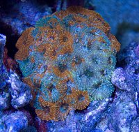 Click image for larger version

Name:	acan1_zps9810d5f4.jpg
Views:	10436
Size:	163.2 KB
ID:	9027