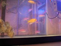 Click image for larger version

Name:	anthias2.jpg
Views:	1989
Size:	16.9 KB
ID:	903