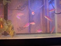 Click image for larger version

Name:	anthias3.jpg
Views:	1995
Size:	16.1 KB
ID:	904