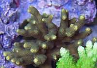 Click image for larger version

Name:	yellowporites_zps5704fd78.jpg
Views:	10376
Size:	91.6 KB
ID:	9045
