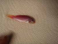 Click image for larger version

Name:	anthias4.jpg
Views:	804
Size:	34.4 KB
ID:	906