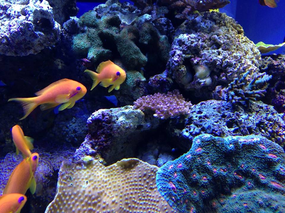Name:  anthias.jpg
Views: 469
Size:  136.6 KB