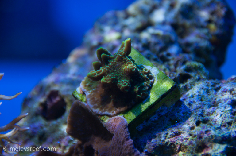Name:  green-monti.jpg
Views: 1690
Size:  199.1 KB
